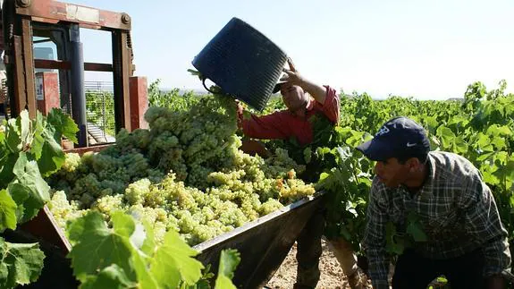 Vendimia de la uva blanca en la DOCa Rioja. 