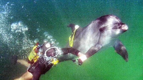 Fotografía de un militar ucraniano entrenando a un delfín.