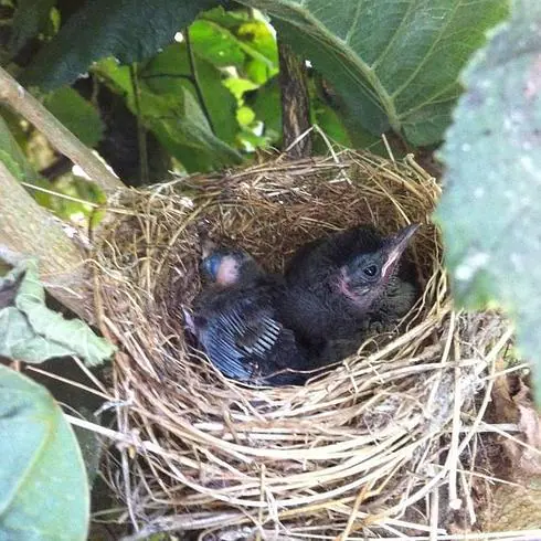 Un nido en casa | El Correo