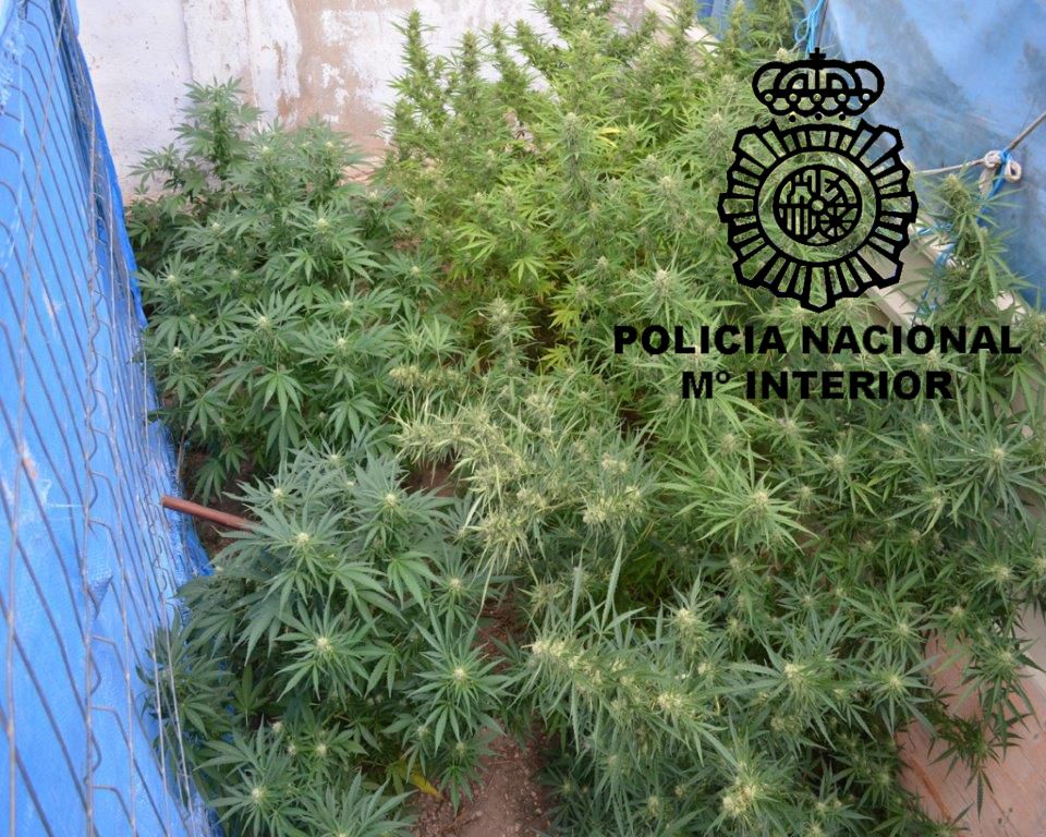 Plantas descubiertas por los agentes de la Policía Nacional. Subdelegación del Gobierno en Burgos