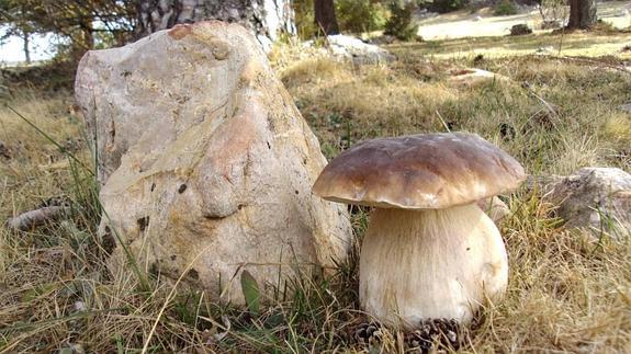 Un ejemplar de boletus edulis. 