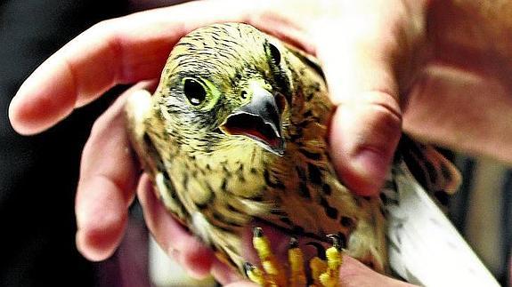 Los cuidados y anillados a las aves son previos a su suelta. 