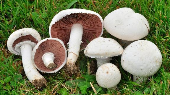 Ejemplares de agaricus campestris.