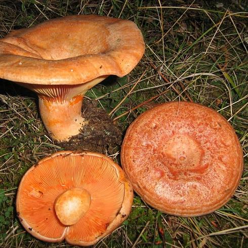 Lactarius deliciosus, los níscalos.