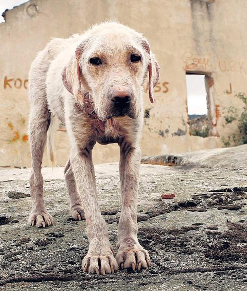 A Dania le han asistido en un centro de Segovia. Es uno de los 100.000 perros abandonos que las protectoras españolas recogen cada año.