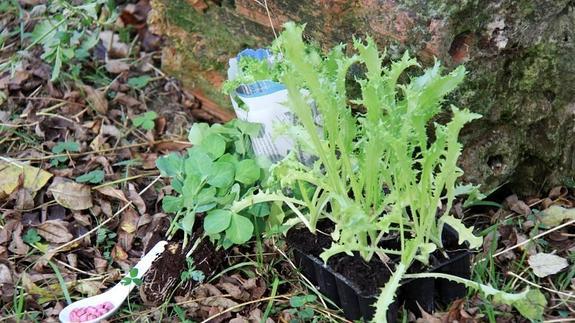 Escarolas listas para trasplantar y, a la izquierda, plantas y semillas de guisante.