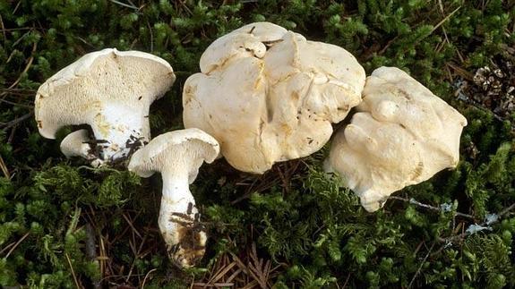 Hydnum repandum, 'lengua de vaca'.