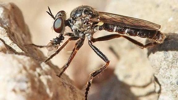 Así es la 'Paraphamartania Guadarramensis', la nueva especie de mosca encontrada en la Sierra de Guadarrama.