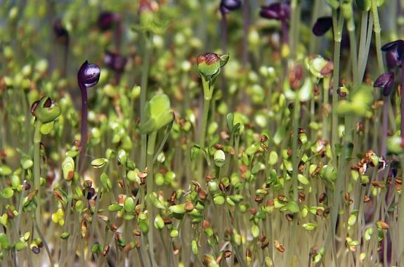 Cómo cultivar brotes en casa con garantías