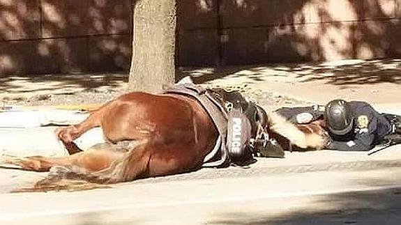 El caballo, tras sufrir el accidente, postrado en el asfalto y el policía abrazándole.