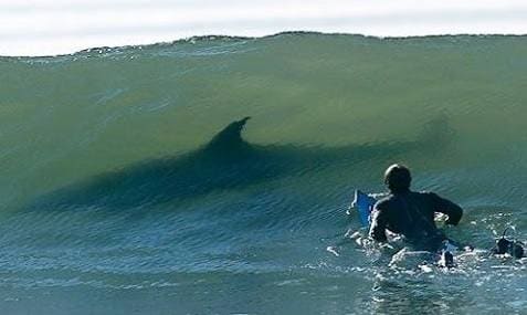 Un surfista es sorprendido por un tiburón cuando se dispone a coger una ola.