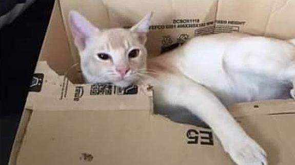 Cartel de búsqueda de uno de los gatos asesinados.