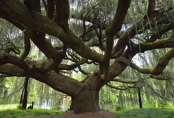  Es el ejemplar con el que Francia aspira a ganar el premio al árbol europeo del año. Es una mutación natural a partir de un cedro del Atlas plantado hace 150 años, un ejemplar único.