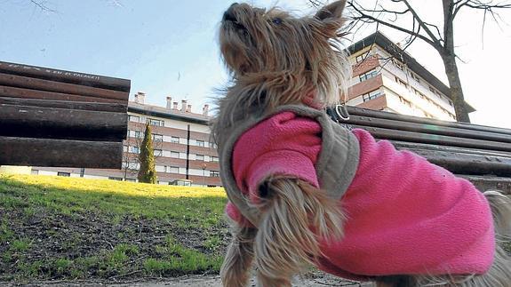 En la parte alta del parque Lehendakari Ardanza los perros pueden correr a sus anchas.