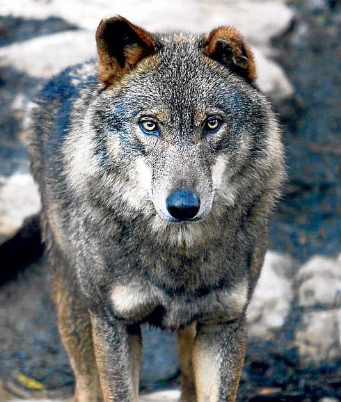Nuevos ataques de lobos ponen a los ganaderos de Carranza contra las  cuerdas | El Correo