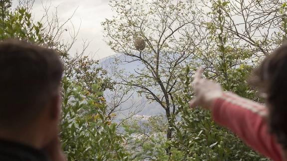 Una mujer señala una colmena de avispa asiática en el monte Ulía de Donostia. 