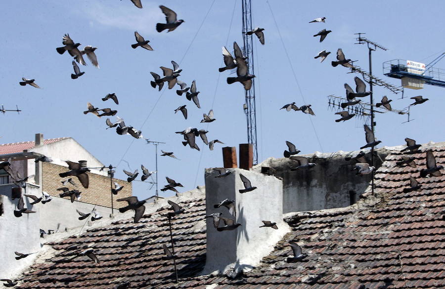 Palomas sobrevuelan uno de los edificios de la ciudad. 