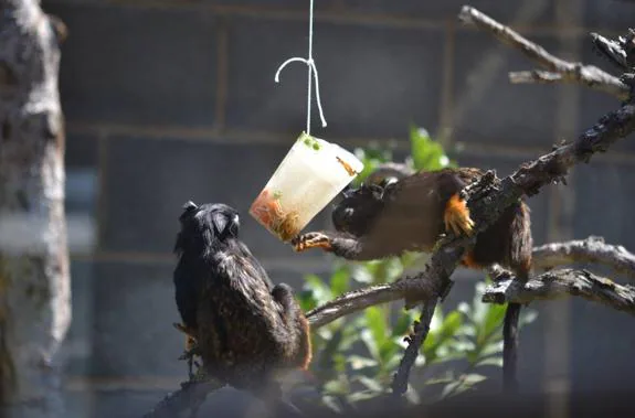 Dos monos titís juguetean con el helado de gusanos, grillos y frutas que le han colgado de un árbol.