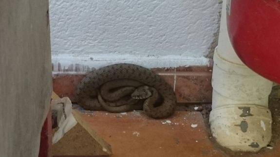 La serpiente, en el lugar en el que ha sido hallada. 