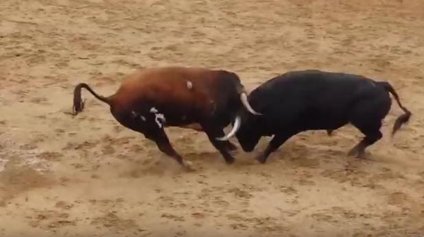 La imagen del vídeo de YouTube del impacto entre los toros .