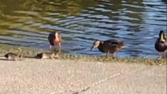 Varias ratas les arrebatan la comida a los patos del estanque de Arriaga.