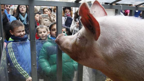 La cerda Maritxu protagonista de la rifa de San Anton