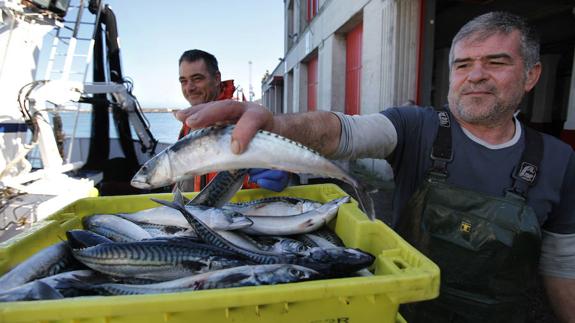 El puerto de Bermeo ha recibido alrededor de 582 toneladas de verdel