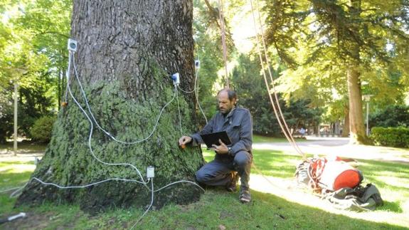 Un experto revista un árbol en Vitoria.