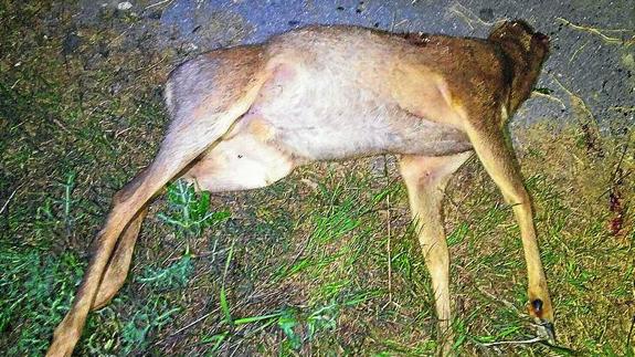 Cuerpo decapitado del corzo que los furtivos abandonaron.