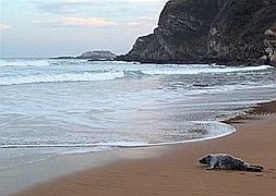 La foca gris, en la playa de Zarautz. /R. Faus
