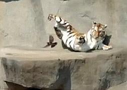 Un pájaro asusta a un tigre