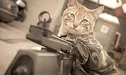 El gato militar es la nueva sensación de YouTube‎