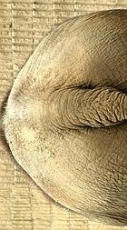 Los cuidadores inspeccionan los excrementos y recolectan a mano el café para después secarlo al sol.