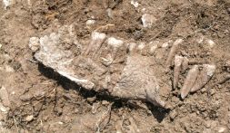 MANDÍBULA. Imagen de uno de los restos óseos encontrados en Treviño. / EL CORREO