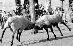 SUSPENSIÓN. Las peleas de carneros no se celebrarán el próximo día 29 en Iurreta. / JULIO CALLEJA