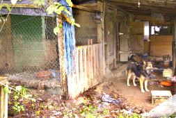 ENJAULADOS. Los animales liberados malvivían en el interior de un cobertizo repleto de excrementos y sin casi agua ni comida. / ASOCIACIÓN PROVIDA ANIMAL
