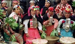 viagra mapuche donde comprar