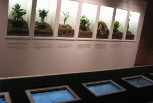 Unas vitrinas muestran cómo se desarrollan las verduras de la huerta calagurritana::
G. MEDEL