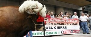 Los afectados por el cierre del matadero de Zorroza protestaron frente a la sede del Gobierno vasco con dos bueyes. ::                             MITXEL ATRIO