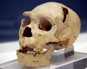 Fosminer exhibirá un cráneo de 'homo heidelbergensis'. ::
E. C.