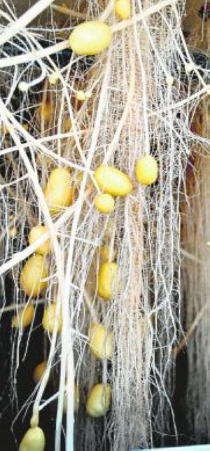 Cultivo aeropónico, sin tierra.