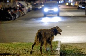 Un perro abandonado se dispone a cruzar una carretera. ::                             EL CORREO