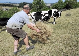 La falta de lluvias y la ausencia de pasto ha obligado a los ganaderos a alimentar a sus animales con forraje desde finales de julio. ::                         AFP