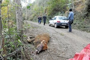 El animal intentó huir de los buitres bajando por la pista forestal. /Fernando Gómez