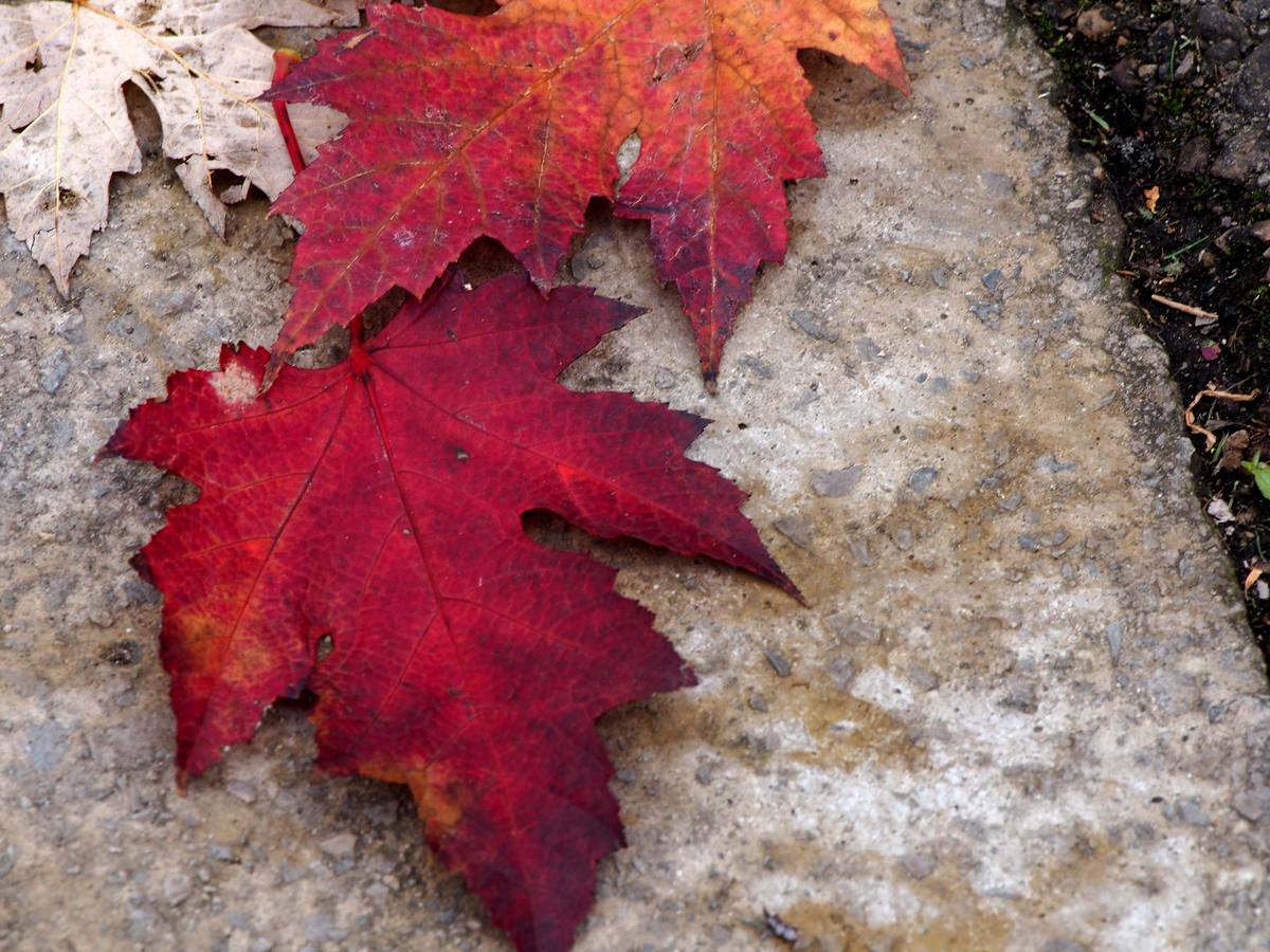 Otoño en Cantabria