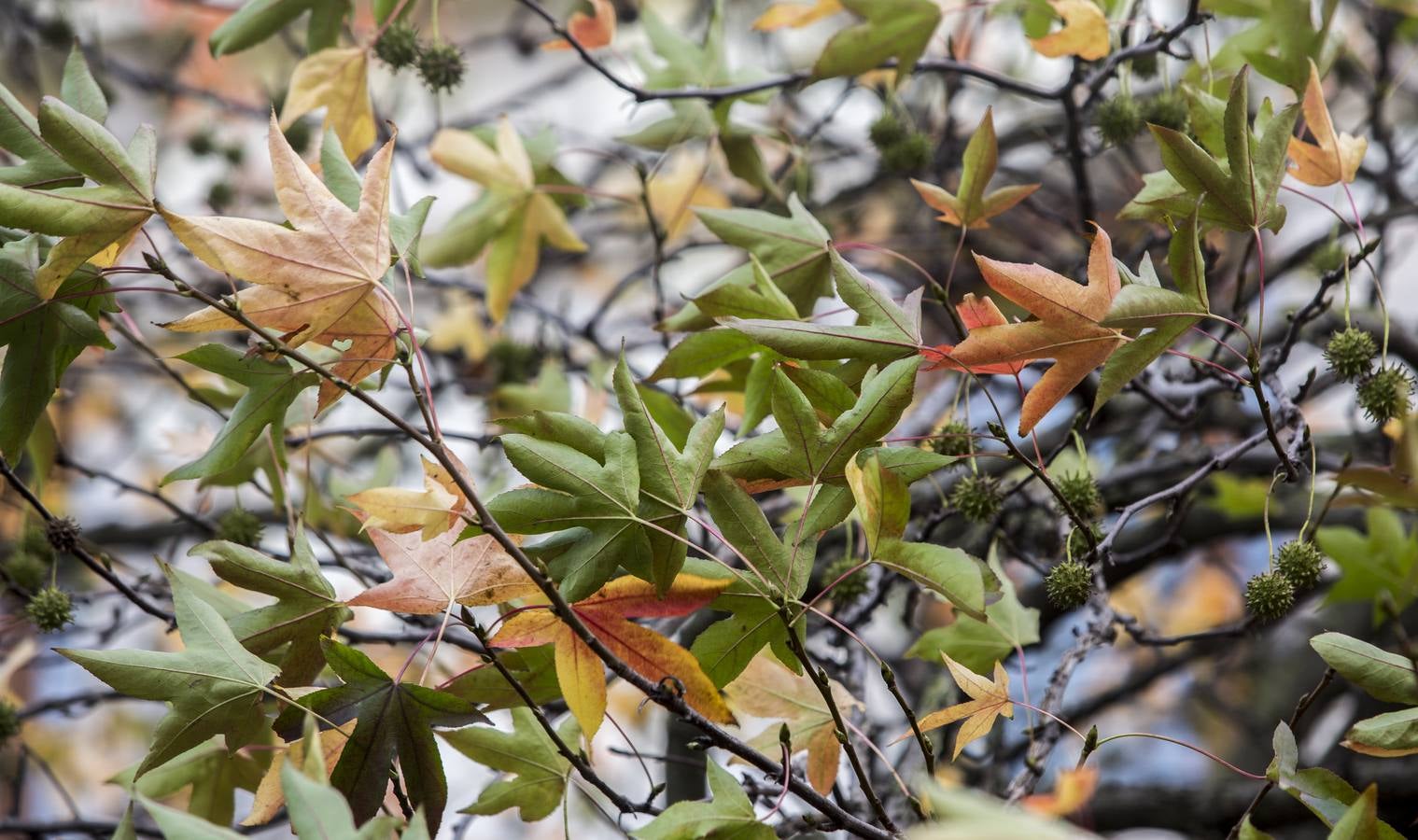 Otoño en Cantabria