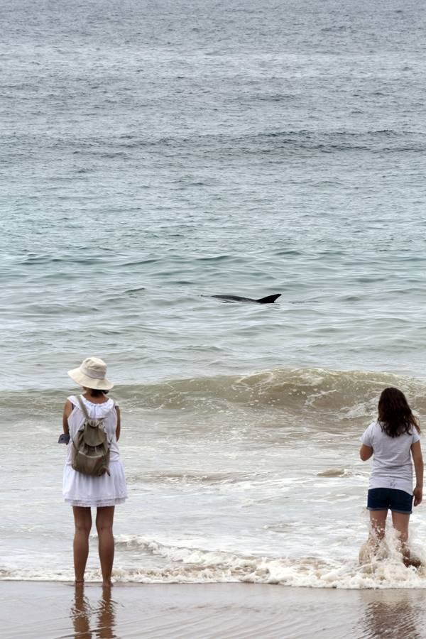 Aparece un delfín en la playa de Comillas