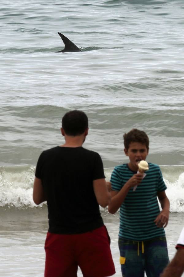 Aparece un delfín en la playa de Comillas