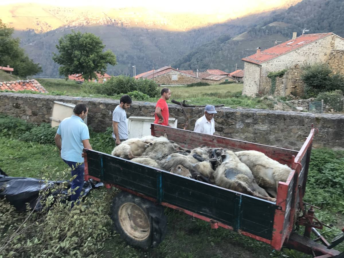 Ataque de lobos en Tudanca