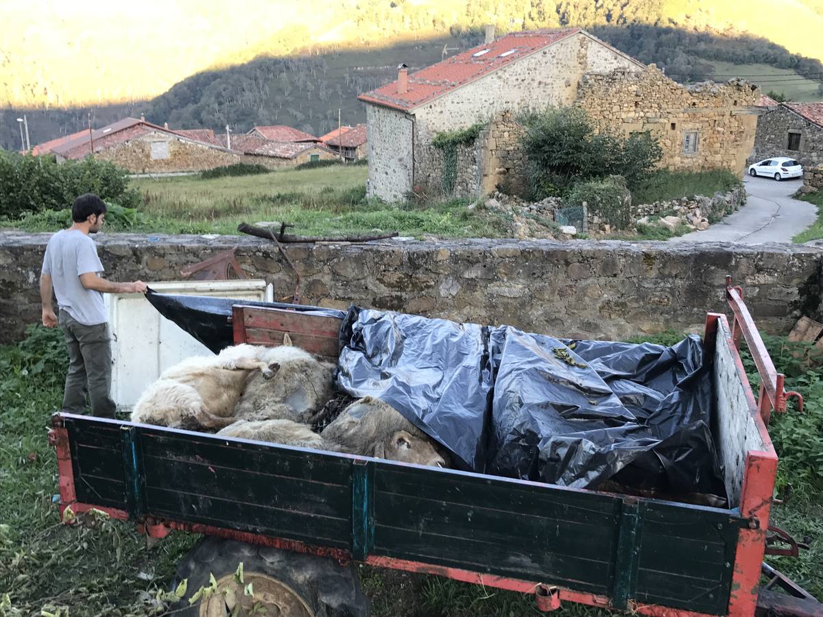Ataque de lobos en Tudanca